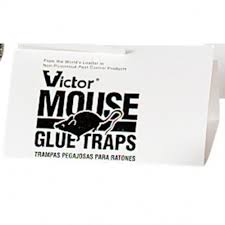 VICTOR MOUSE GLUE-BOARDS M320 72/ BOX 1ORDER = 1 BOX